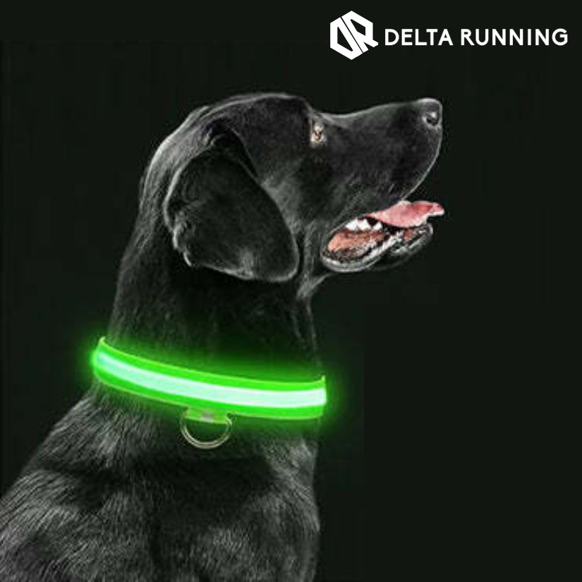 Delta Running CarniGo Collier pour Chien Lumineux