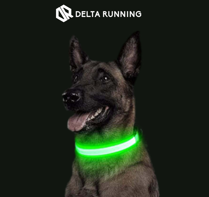 Delta Running CarniGo Collier pour Chien Lumineux