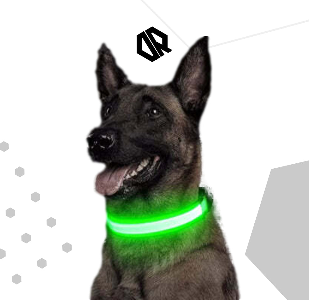 Delta Running CarniGo Collier pour Chien Lumineux